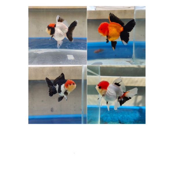 ikan mas koki oranda tricolor / oranda tricolor import thai