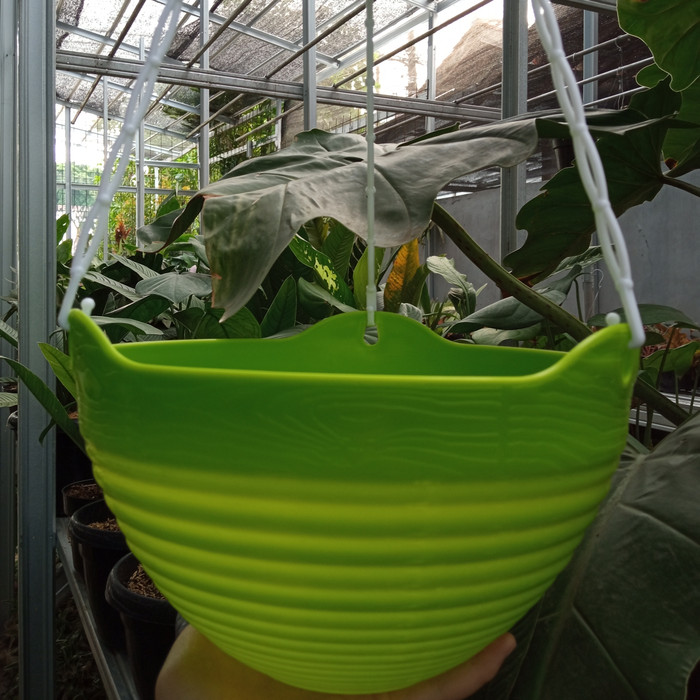 GROSIR POT Bunga Gantung Gentong Lovenia GGS 8857 Hijau / Pot Tanaman