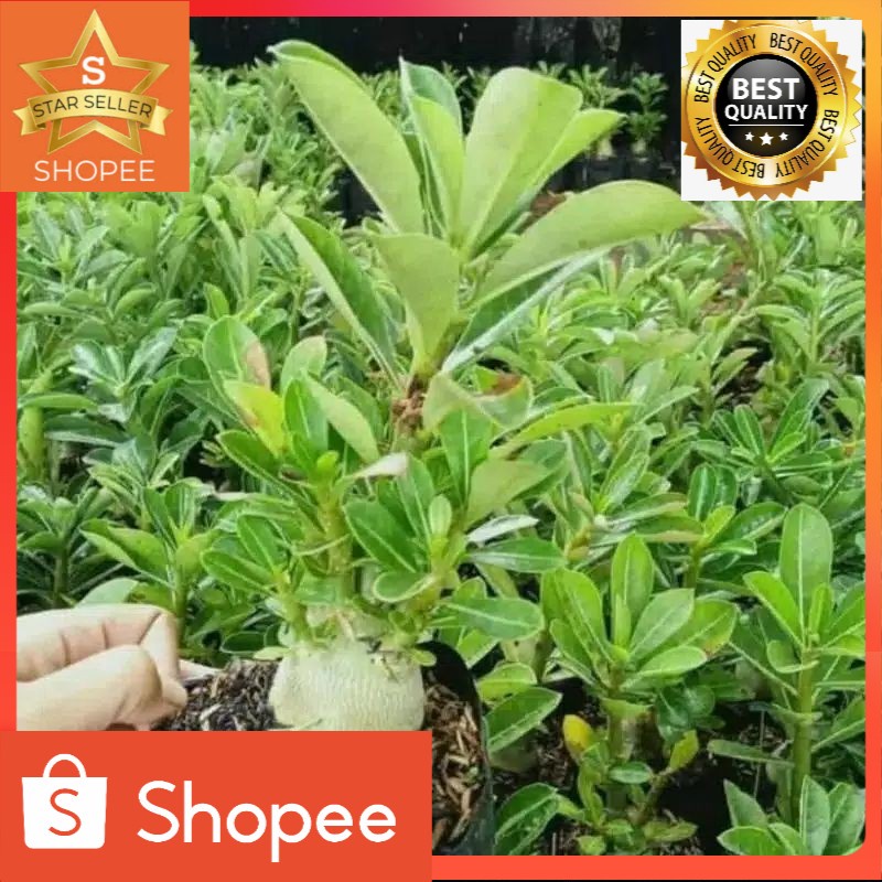 Bibit Bunga tumpuk Kamboja jepang