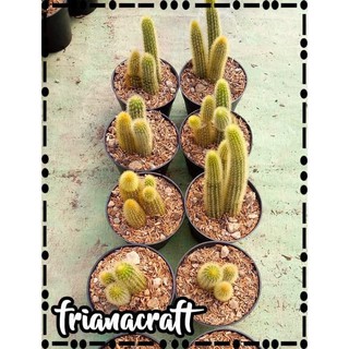  Kaktus  Ekor  Tupai  Cleistocactus winteri Ownroot Shopee 