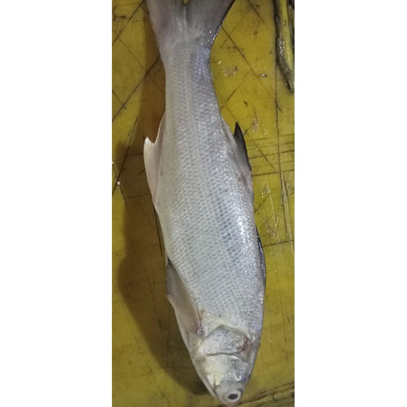 

ikan Kuro