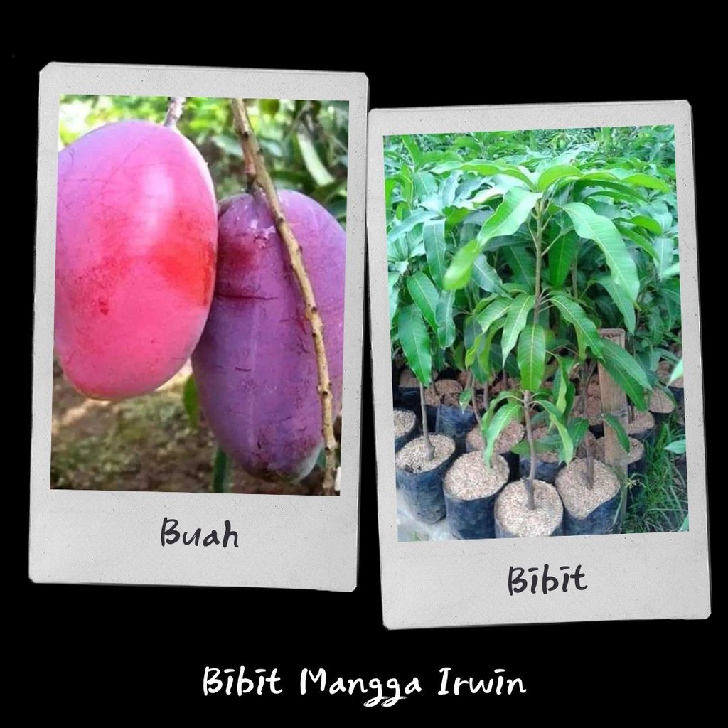 Bibit Buah Mangga Irwin