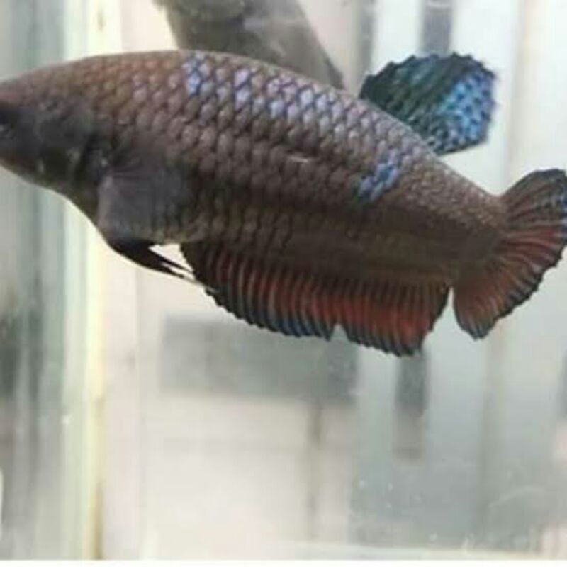 

BETINA ADUAN MEDAN SUPER SIAP BREED