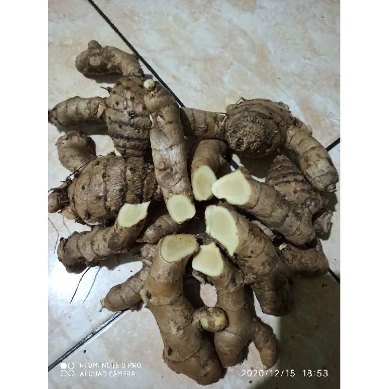

Kunyit putih segar 1kg (temu putih/curcuma zedoaria)