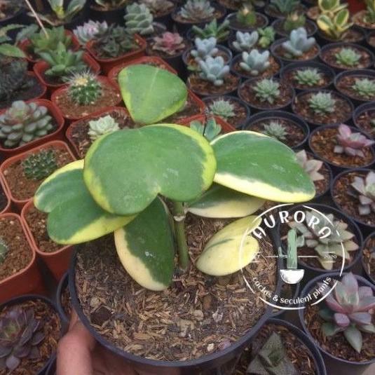 KAKTUS SKULEN love hoya variegata cluster 7daun