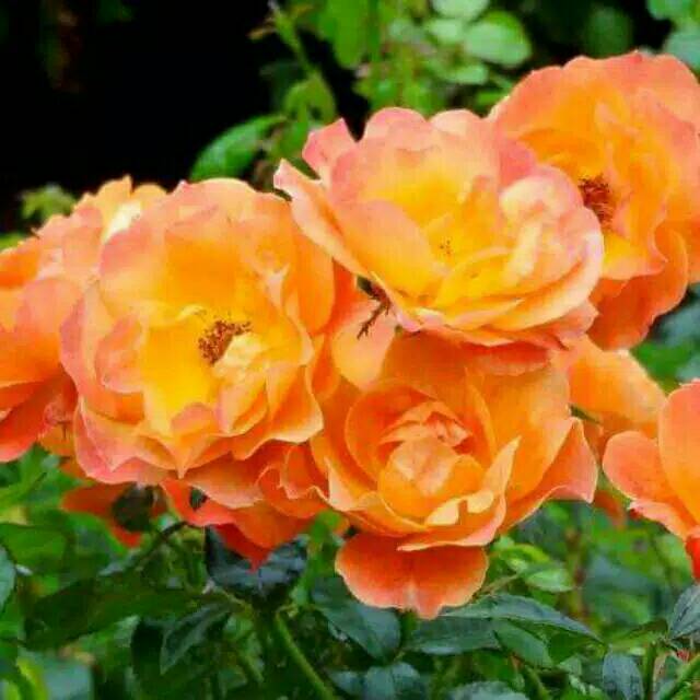 tanaman mawar floribunda colorado