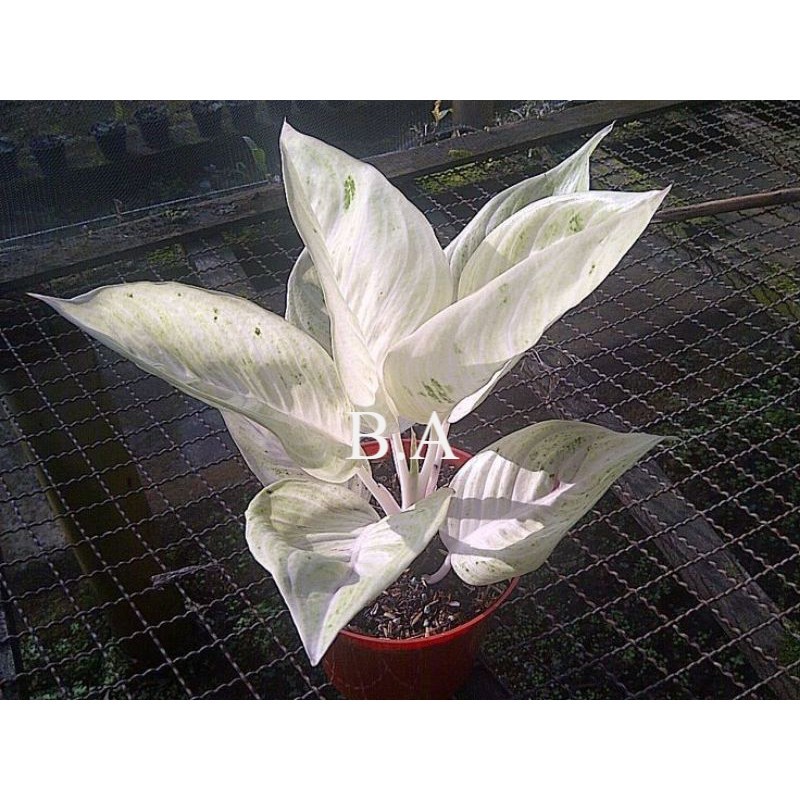 Aglonema legacy salju bibit bonggol segar - bibit bonggol aglonema legacy salju