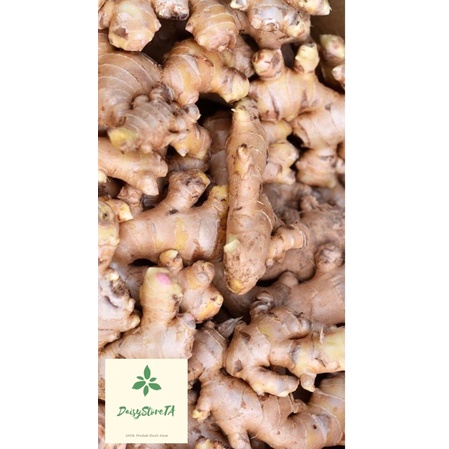 

Jahe emprit 500gr / Jahe pedas organik