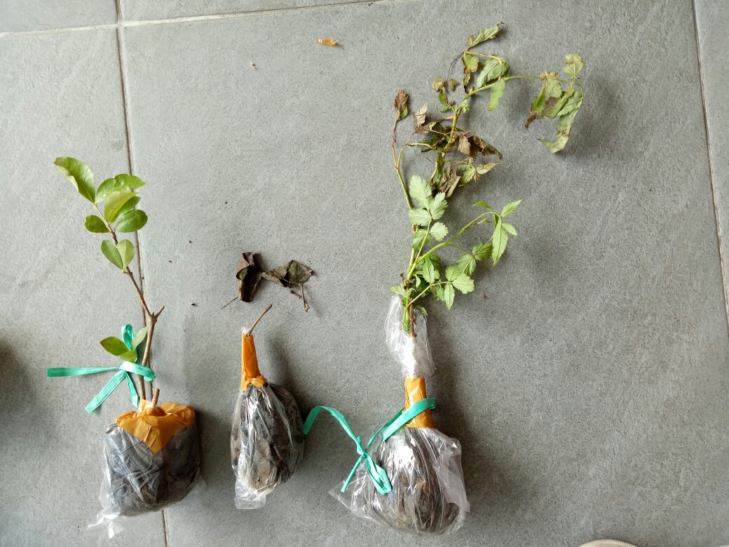 Bibit Ceri Barbados Original