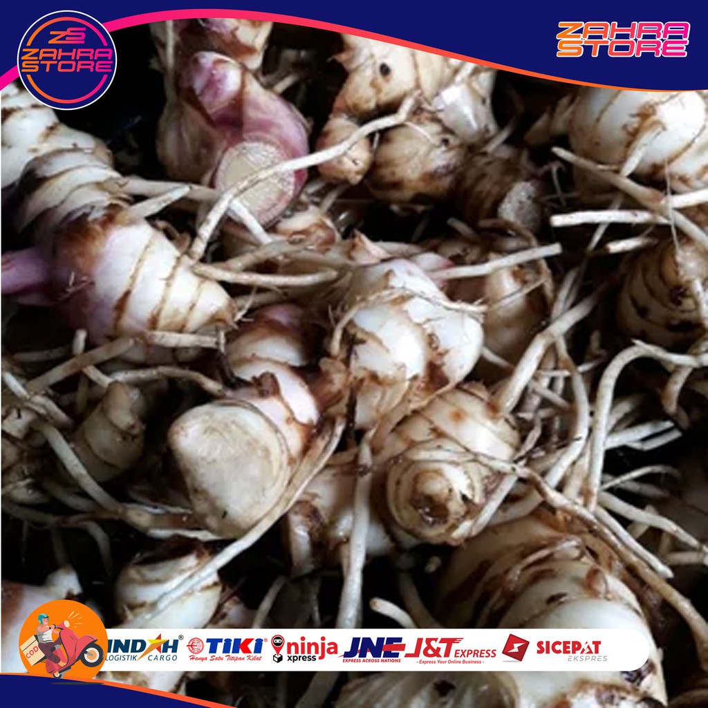 

Umbi Ganyong Ganyo Segar Basah Hipertensi Dll Obat Herbal - HAI STORE