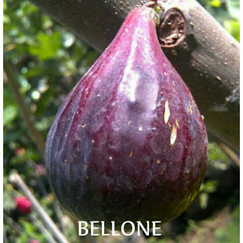 bibit buah tin fresh cangkok jenis langka BELLONE