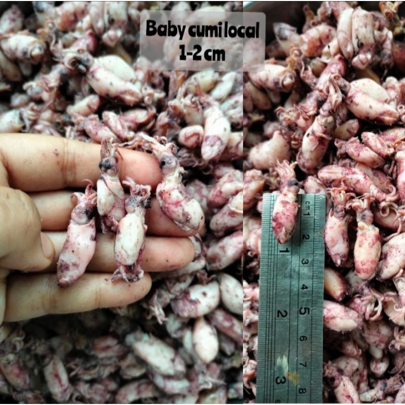 

baby cumi lokal ukuran 1-2 cm 1kg