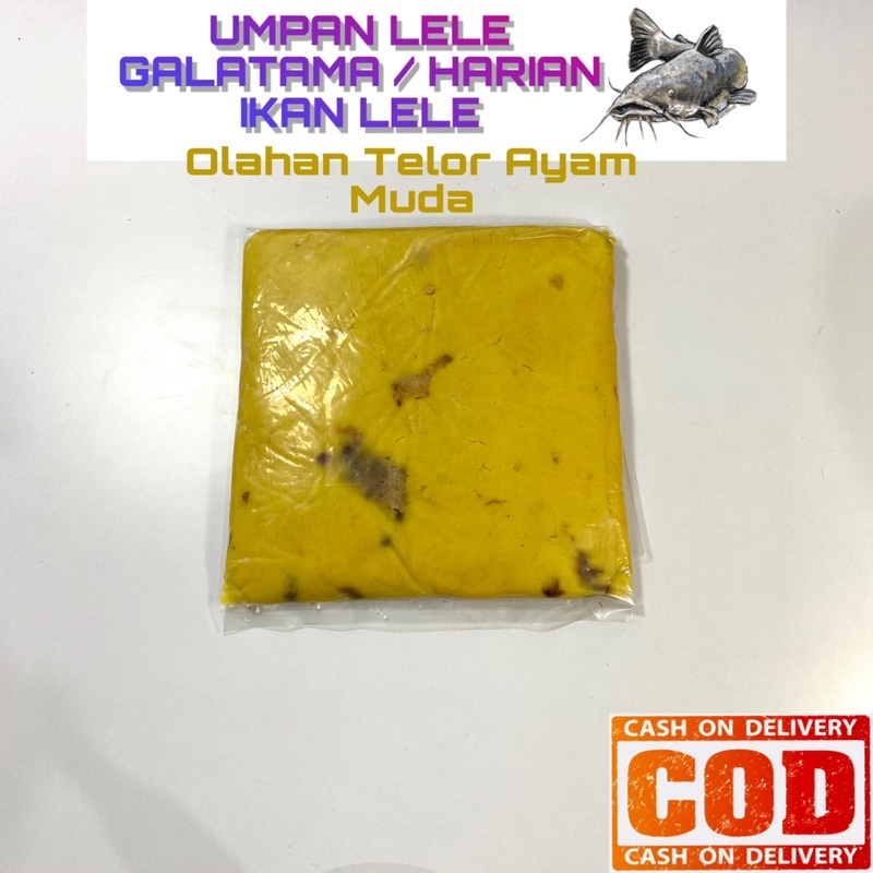 UMPAN GALATAMA  ATAU HARIAN LELE (Telur ayam muda) PEREN