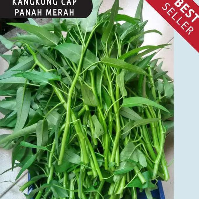 

UNIK HOT SALE Benih / bibit / biji sayur hidroponik paket isi 6 jenis sayur 2 SEPTEMBER