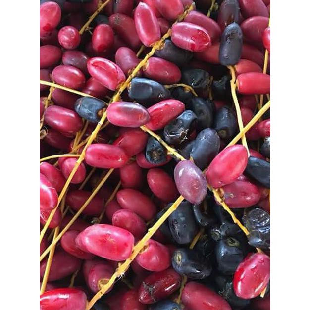 original bibit benih biji kurma thailand h1 merah asa thailand tulen