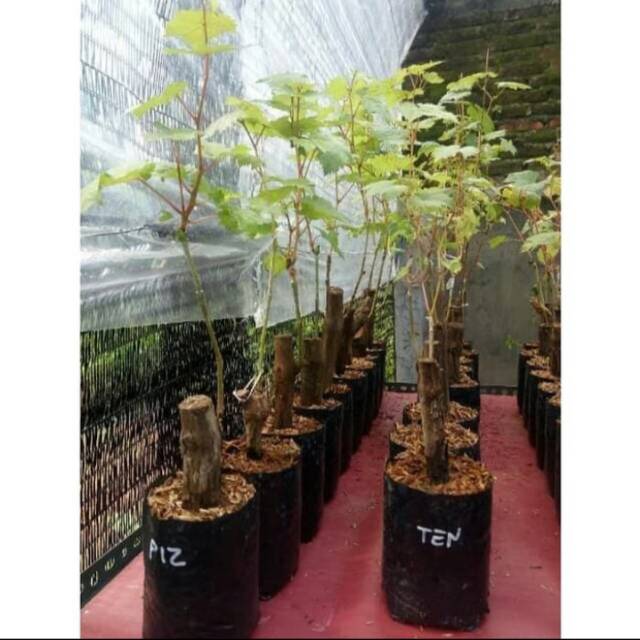 Bibit Anggur TENZAN Grafting Import