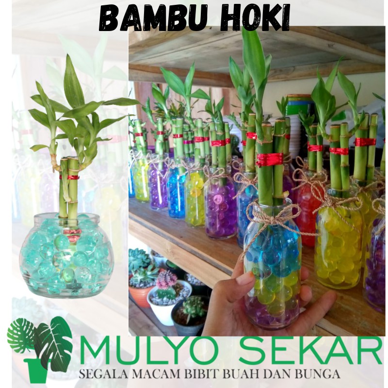 TERMURAH tanaman BAMBU HOKI - BAMBU AIR - BAMBU HIAS - sri rejeki batang bambu hoki bambu cina