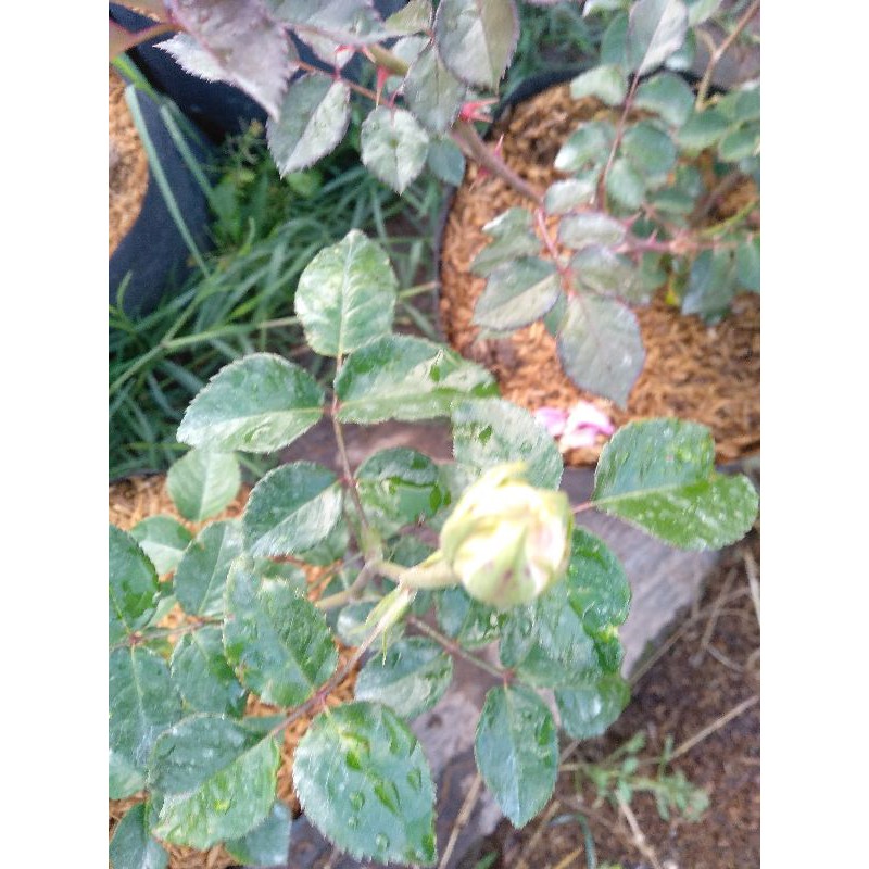 mawar import david austin 2 pcs