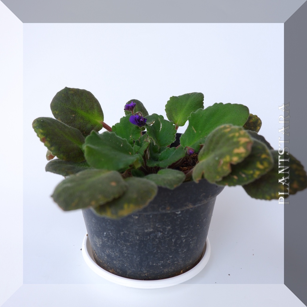 Pohon Tanaman Bunga Vilces Biru (Saintpaulia ionantha) -  Blue Violces Bergaransi