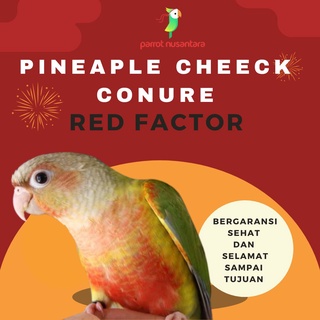 Burung parrot pineapple cheek conure jinak anakan