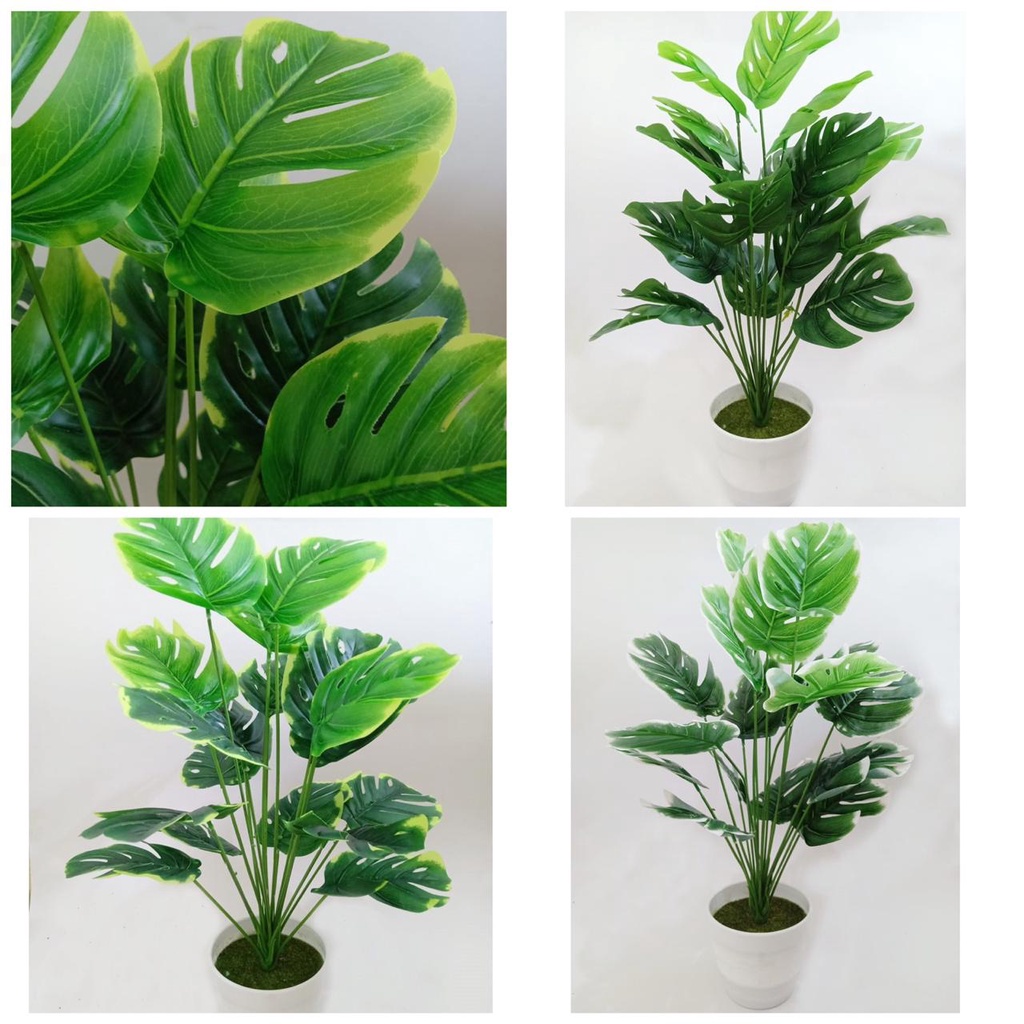 DAUN MONSTERA SET POT TAWON TANAMAN JANDA BOLONG HIAS BP8843-BT9033