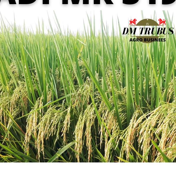 SHOPEE 9.9 Benih Bibit Terbaru Mr 319 mr319 Berat 5 kg [KODE 22]