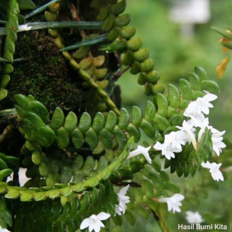 Anggrek Mini Unik Angraecum distichum Orchid Anggrek Hutan Sumatera Anggrek Mini Bunga Putih