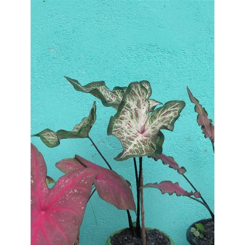 Keladi hias Caladium Gingerland
