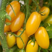 Benih Bibit Biji - Tomato (Cherry) Roma Plum Yellow Seeds