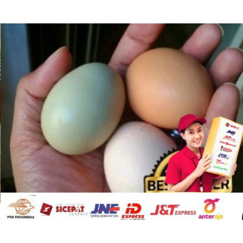 Telur tetas ayam brahma