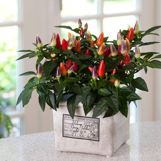 BS-BYL Bibit Cabe Hias Pelangi Benih Tanaman Sayuran Cabai Carolina Reaper Merah Bolivian Rainbow Katokkon Numex Giant Raksasa Sweet Italian Ungu Hitam-CH MAYA ACAPULCO