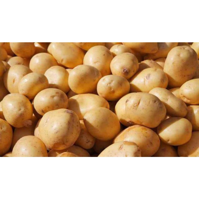 

KENTANG 500 GRAM - FC PALEMBANG