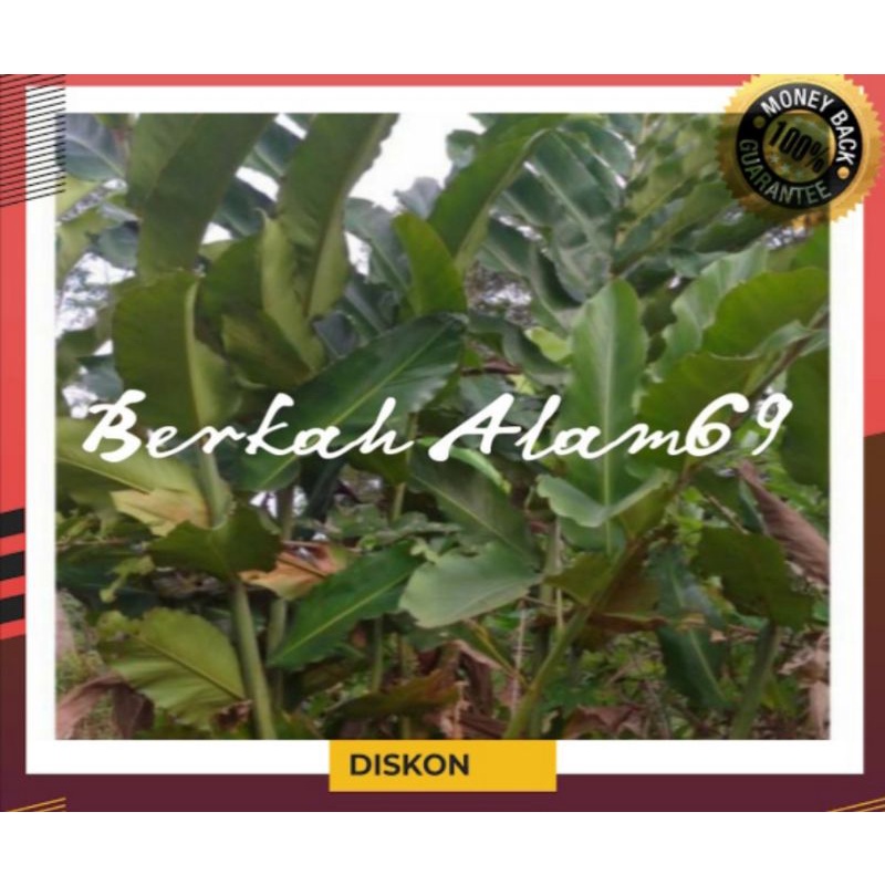 

Daun Kecombrang Segar 500gram