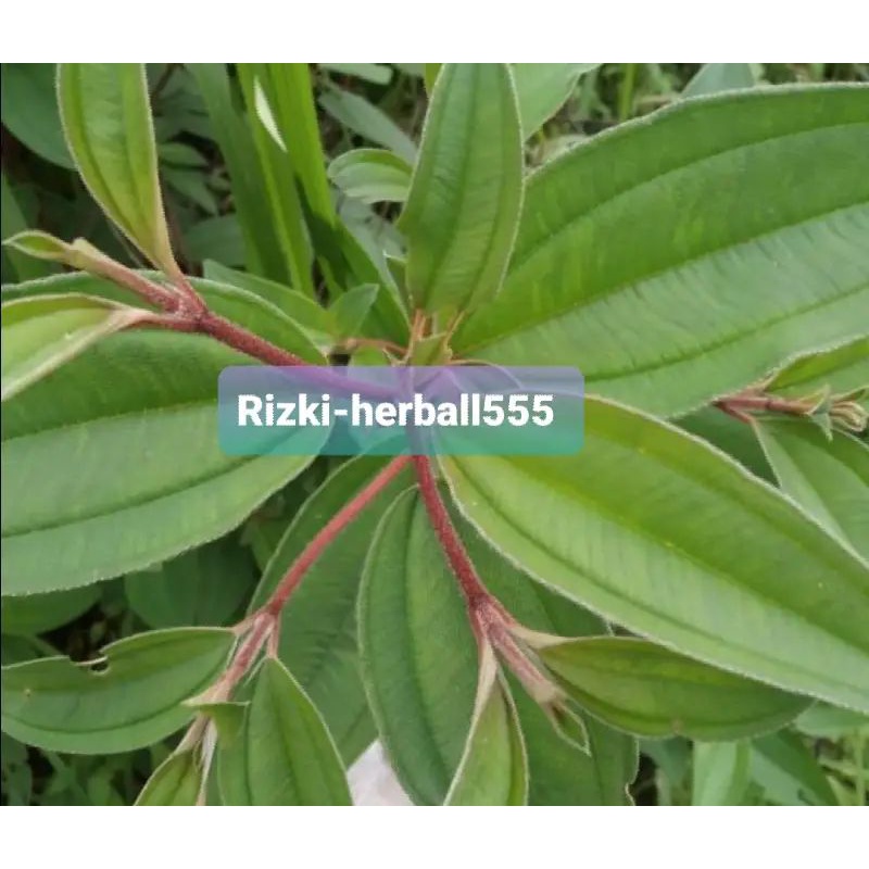 

daun senduduk atau Semanggi segar per 500 gram