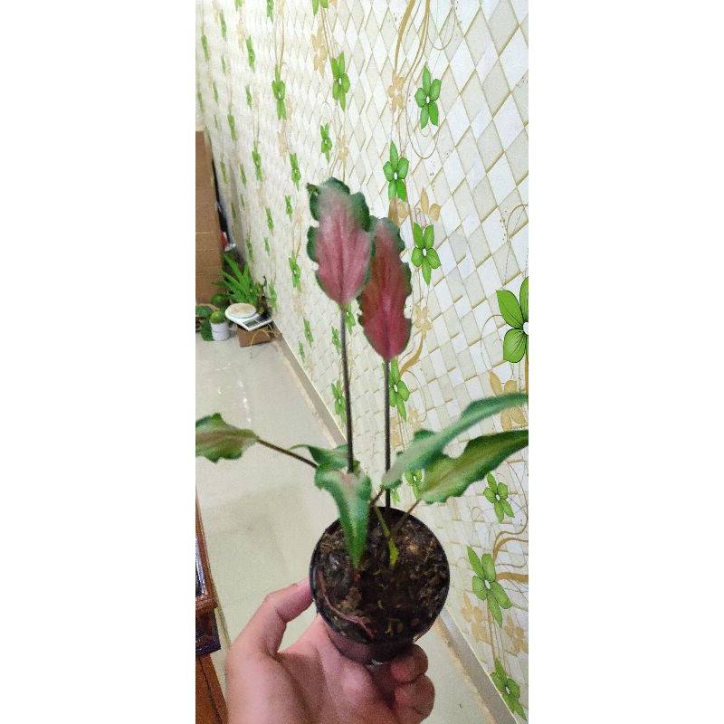 keladi keris / keladi runcing