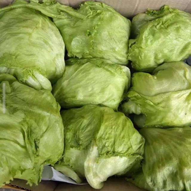 Letuce 1kg