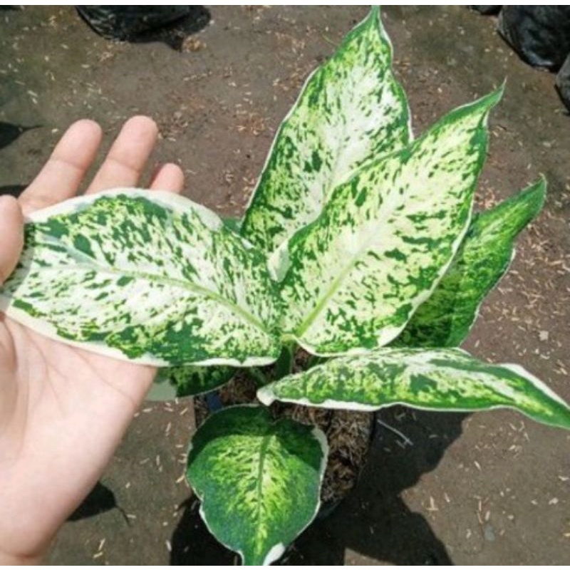 AGLONEMA SPARKLE-BLANCENG - DIVEN LUKISAN CINTA REMAJA / Diffebenchia lukisan cinta DIFEN LUKISAN CI