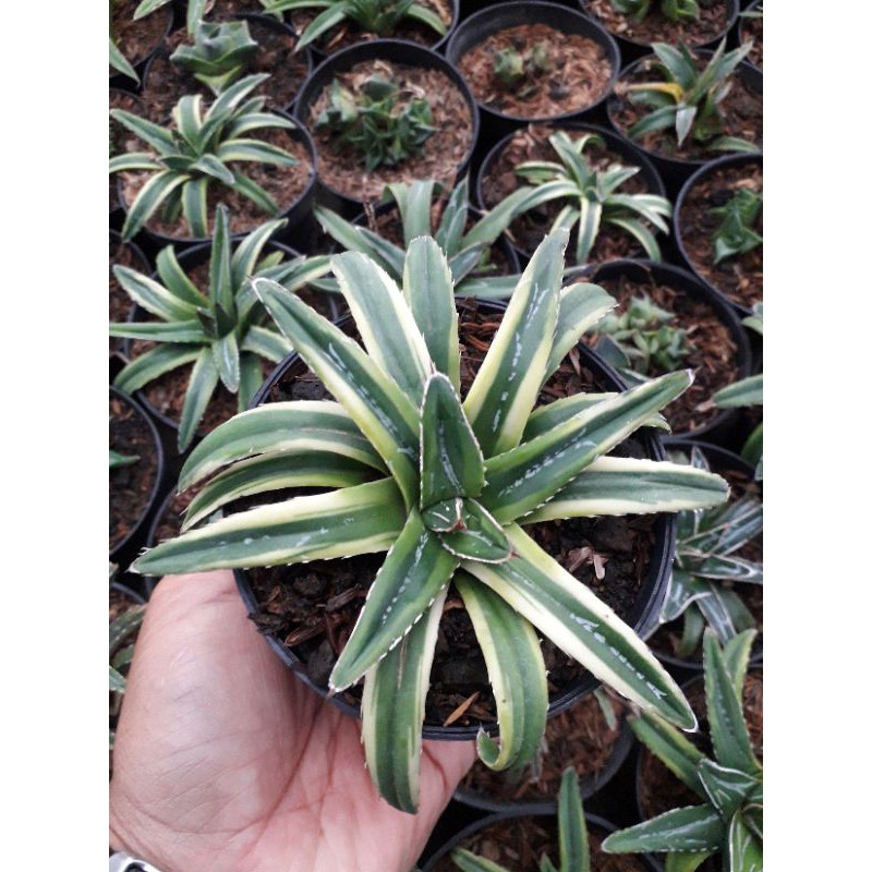 AGAVE VICTORIAE REGINAE VARIEGATED