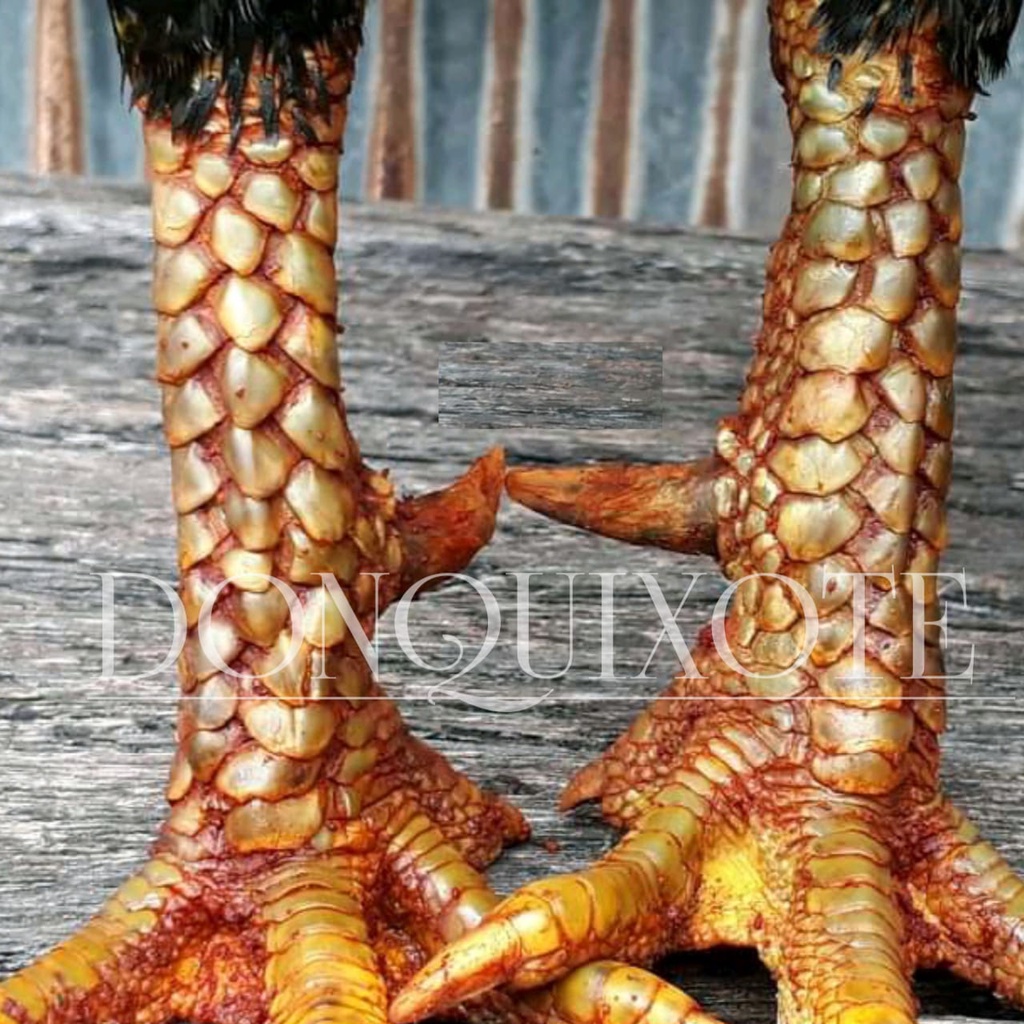 ayam bangkok pukul keras telur eram ekor lidi pakhoy ori thailand super
