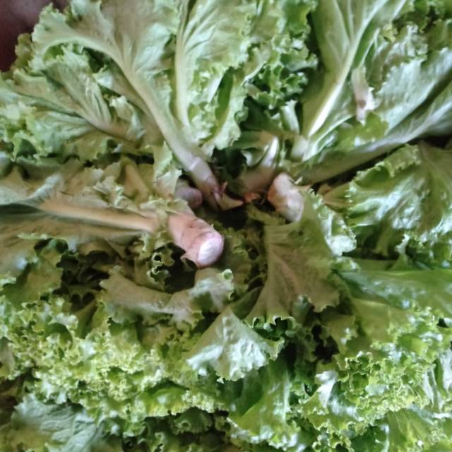 

Selada keriting segar 250gram