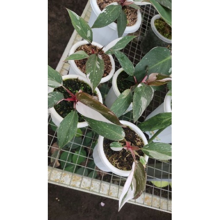 Philodendron Anderson