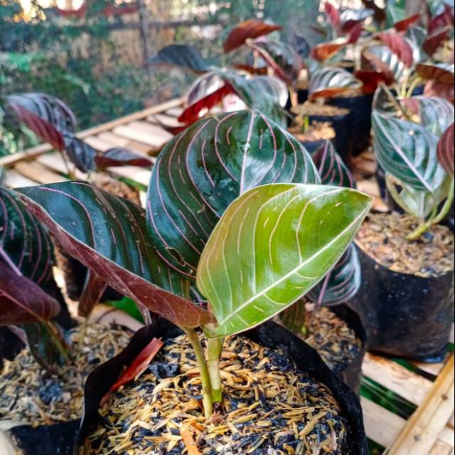 tanaman aglaonema rotundum aceh, aglo rotundum, rotundum aceh