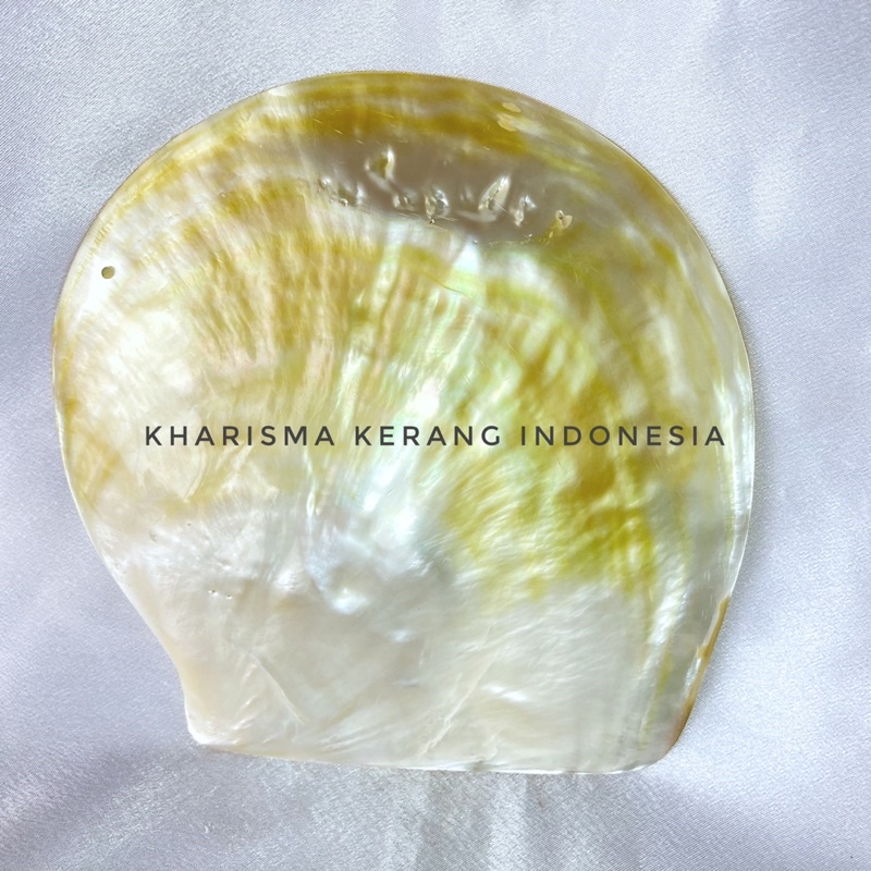 MOTHER OF PEARL A KULIT KERANG MUTIARA KULIT MUTIARA KERANG MUTIARA KHARISMA KERANG INDONESIA CANGKA