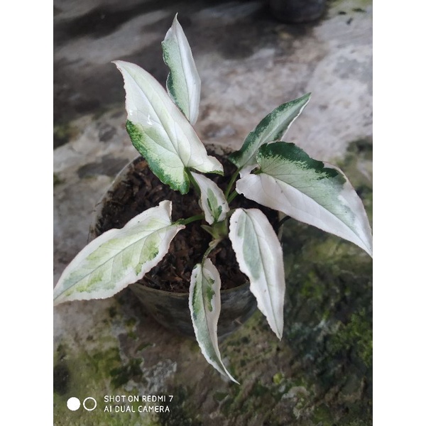 SINGONIUM T25 ORii
