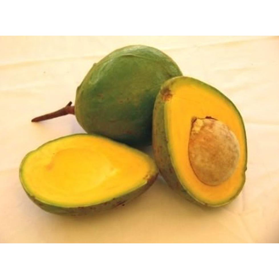 *_$ BIBIT TANAMAN BUAH ALPUKAT MEGA MURAPI SI MANIS MADU #_*