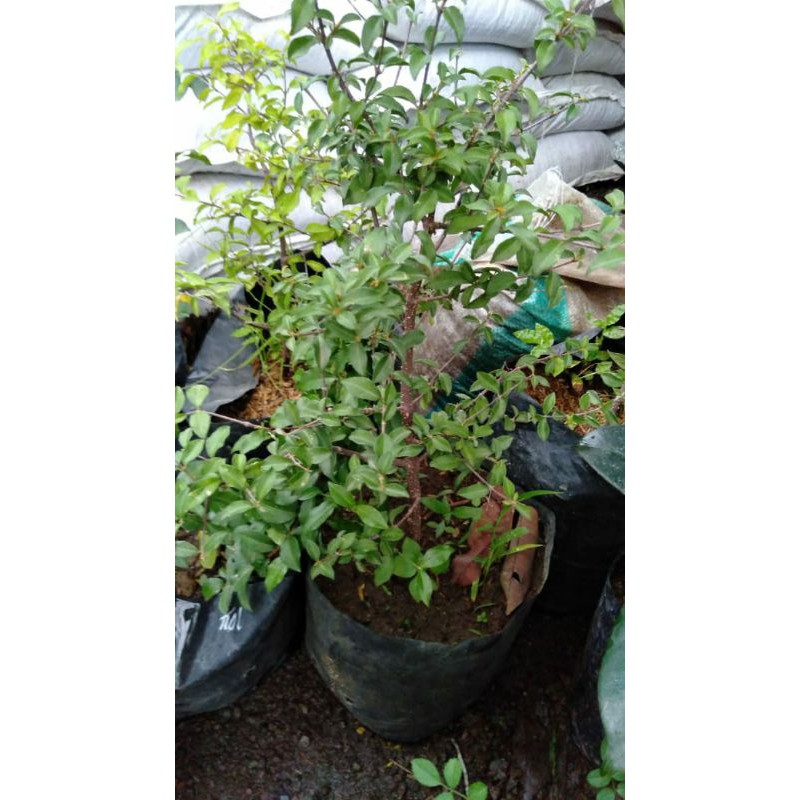 sakura mikro bahan bonsai