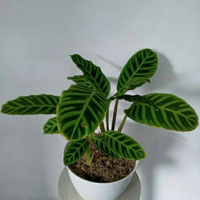 Jual Murah Tanaman Hias Hidup Calathea Zebrina Bunga Chalathea Zebra Murah Indoor Outdoor zWwDNGxhgb9DDB