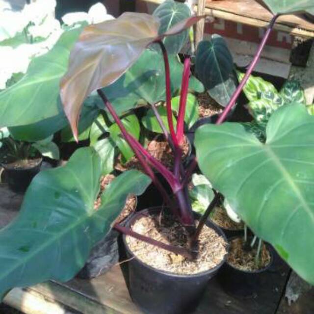Tanaman hias philodendron dark lord-philo dark lord