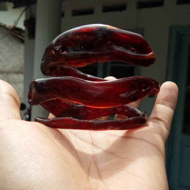 akar bahar merah lilit 3