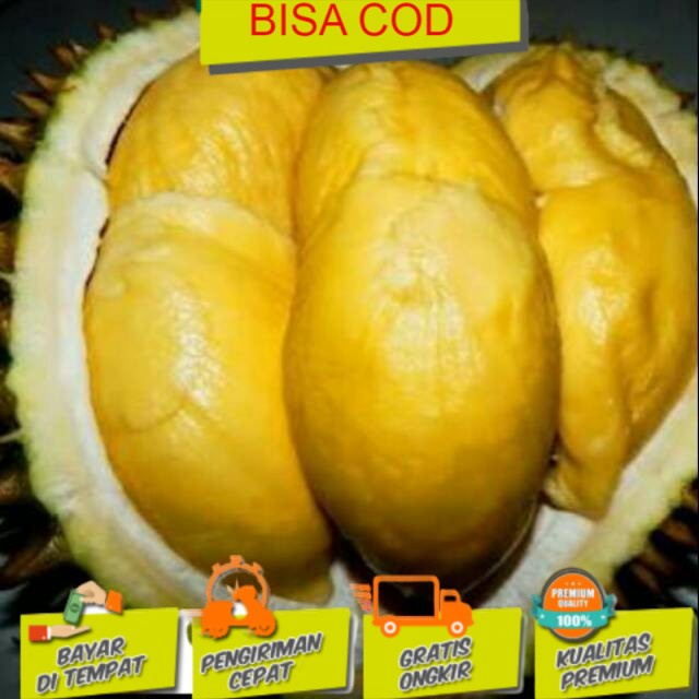 Obral Durian Matahari Bibit tanaman buah asli valid